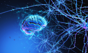 The Nervous System
